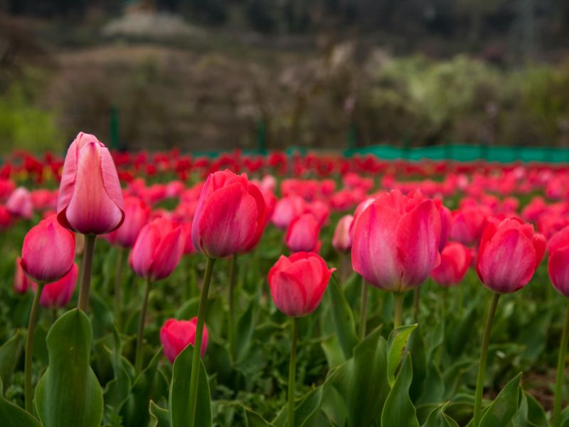 untitled design (30)